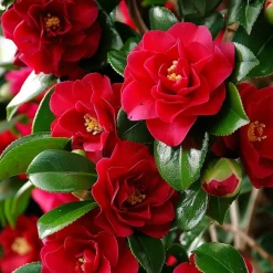 PLANT IN A BOX - Camélia - set de 2 - camellia japonica 'lady campbell' - hauteur 50-60cm - ⌀15cm