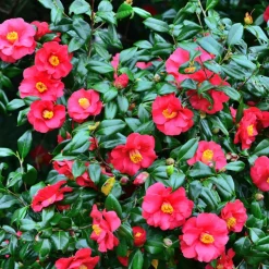 PLANT IN A BOX - Camélia - set de 2 - camellia japonica 'dr. King' - hauteur 50-60cm - ⌀15cm