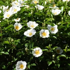 PLANT IN A BOX - Camélia - set de 3 - camellia japonica 'brush field' - hauteur 25-40cm - ⌀9cm