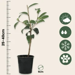 PLANT IN A BOX - Camélia - set de 3 - camellia japonica 'brush field' - hauteur 25-40cm - ⌀9cm