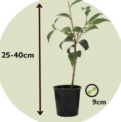 PLANT IN A BOX - Camélia - set de 3 - camellia japonica 'brush field' - hauteur 25-40cm - ⌀9cm
