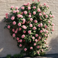 PLANT IN A BOX - Camélia - set de 2 - camellia japonica 'bonomiana' - hauteur 50-60cm - ⌀15cm