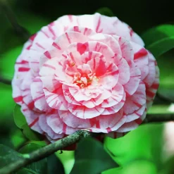PLANT IN A BOX - Camélia - set de 2 - camellia japonica 'bonomiana' - hauteur 50-60cm - ⌀15cm