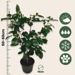 PLANT IN A BOX - Camélia - set de 2 - camellia japonica 'bonomiana' - hauteur 50-60cm - ⌀15cm