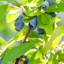 PLANT IN A BOX - Chèvrefeuille - set de 6 - lonicera kamtchatica - hauteur 25-40cm - ⌀9cm