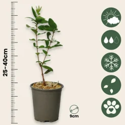 PLANT IN A BOX - Chèvrefeuille - set de 6 - lonicera kamtchatica - hauteur 25-40cm - ⌀9cm