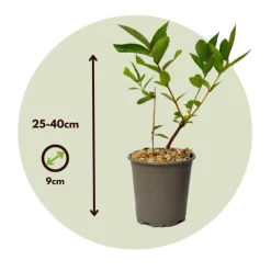 PLANT IN A BOX - Chèvrefeuille - set de 6 - lonicera kamtchatica - hauteur 25-40cm - ⌀9cm