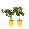 PLANT IN A BOX - Citronnier - set de 2 - citrus limon - hauteur 60-70cm - ⌀19cm