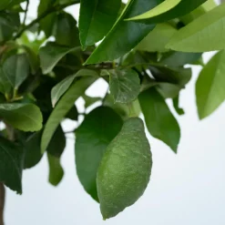 PLANT IN A BOX - Citronnier - set de 2 - citrus limon - hauteur 60-70cm - ⌀19cm