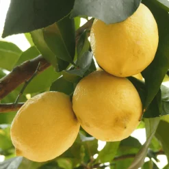 PLANT IN A BOX - Citronnier - set de 2 - citrus limon - hauteur 60-70cm - ⌀19cm