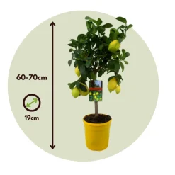 PLANT IN A BOX - Citronnier - set de 2 - citrus limon - hauteur 60-70cm - ⌀19cm