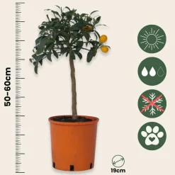 PLANT IN A BOX - Citronnier - set de 2 - citrus microcarpa 'kumquat' - h50-60cm - ⌀19cm