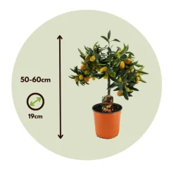 PLANT IN A BOX - Citronnier - set de 2 - citrus microcarpa 'kumquat' - h50-60cm - ⌀19cm