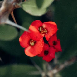 PLANT IN A BOX - Euphorbe de madagascar - euphorbia 'milii' - hauteur 25-35cm - ⌀13cm