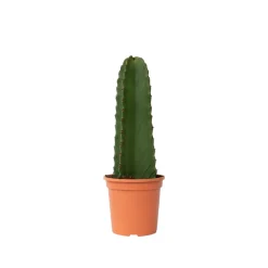 PLANT IN A BOX - Euphorbe ingens - euphorbia ingens - hauteur 40-50cm - ⌀18cm