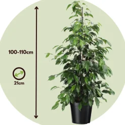 PLANT IN A BOX - Ficus pleureur - ficus benjamina 'danielle' - hauteur 100-110cm - ⌀21cm