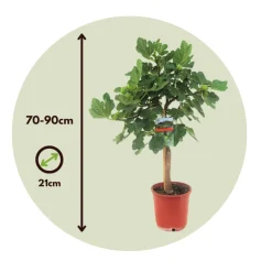 PLANT IN A BOX - Figuier de barbarie - set de 2 - ficus carica - hauteur 70-90cm - ⌀21cm