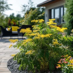 PLANT IN A BOX - Fleur de mimosa - set de 6 - mimosa dealbata - hauteur 25-40cm - ⌀9cm