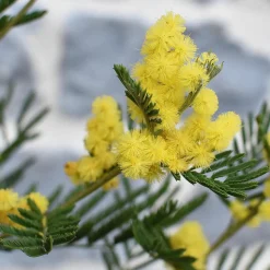 PLANT IN A BOX - Fleur de mimosa - set de 6 - mimosa dealbata - hauteur 25-40cm - ⌀9cm