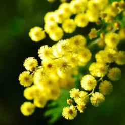 PLANT IN A BOX - Fleur de mimosa - set de 6 - mimosa dealbata - hauteur 25-40cm - ⌀9cm