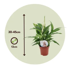 PLANT IN A BOX - Fleur de lune - set de 4 - spathiphyllum 'torelli' - hauteur 30-45cm - ⌀12cm