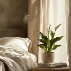 PLANT IN A BOX - Fleur de lune - set de 3 - spathiphyllum 'torelli' - hauteur 30-45cm - ⌀12cm