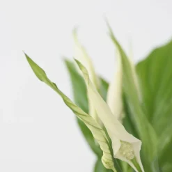 PLANT IN A BOX - Fleur de lune - set de 3 - spathiphyllum 'torelli' - hauteur 30-45cm - ⌀12cm