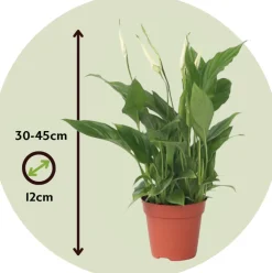 PLANT IN A BOX - Fleur de lune - set de 3 - spathiphyllum 'torelli' - hauteur 30-45cm - ⌀12cm