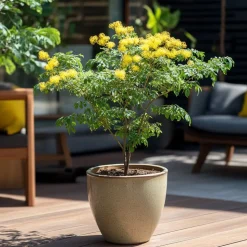 PLANT IN A BOX - Fleur de mimosa - mimosa dealbata - hauteur 40-50cm - ⌀15cm