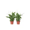 PLANT IN A BOX - Fleur de lune - set de 2 - spathiphyllum 'torelli' - hauteur 30-45cm - ⌀12cm