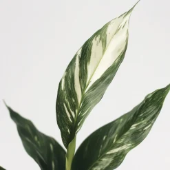 PLANT IN A BOX - Fleur de lune - spathiphyllum 'diamond' - hauteur 40-50cm - ⌀12cm