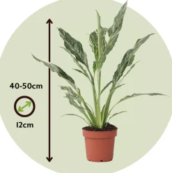 PLANT IN A BOX - Fleur de lune - spathiphyllum 'diamond' - hauteur 40-50cm - ⌀12cm