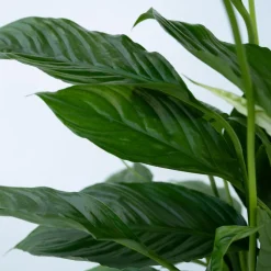 PLANT IN A BOX - Fleur de lune - set de 2 - spathiphyllum 'lima' - hauteur 60-75cm - ⌀17cm