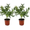 PLANT IN A BOX - Fleur de mimosa - set de 2 - mimosa dealbata - hauteur 40-50cm - ⌀15cm