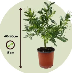 PLANT IN A BOX - Fleur de mimosa - set de 2 - mimosa dealbata - hauteur 40-50cm - ⌀15cm