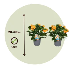 PLANT IN A BOX - Fleur du feu - set de 4 - crossandra 'fortuna' - hauteur 20-30cm - ⌀13cm