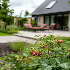 PLANT IN A BOX - Framboise de tay - set de 3 - rubus 'tayberry' - hauteur 25-40cm - ⌀9cm