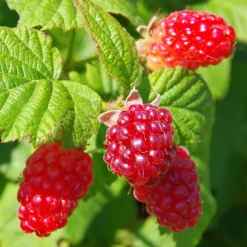 PLANT IN A BOX - Framboise de tay - set de 3 - rubus 'tayberry' - hauteur 25-40cm - ⌀9cm