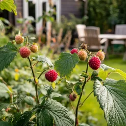 PLANT IN A BOX - Framboise de tay - set de 3 - rubus 'tayberry' - hauteur 25-40cm - ⌀9cm