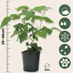 PLANT IN A BOX - Framboise de tay - set de 3 - rubus 'tayberry' - hauteur 25-40cm - ⌀9cm
