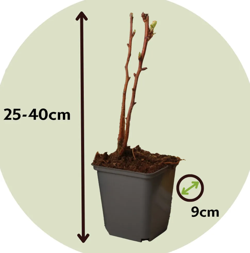 PLANT IN A BOX - Framboisier - set de 6 - rubus idaeus 'fallgold' - hauteur 25-40cm - ⌀9cm