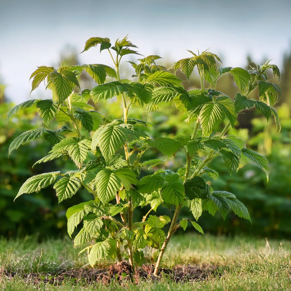 PLANT IN A BOX - Framboisier - set de 2 - rubus idaeus 'malling promise' - h50-60cm - ⌀15cm