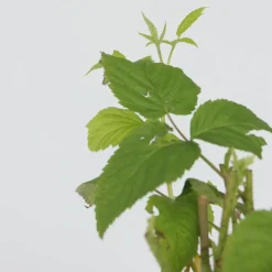 PLANT IN A BOX - Framboisier - set de 2 - rubus idaeus 'malling promise' - h50-60cm - ⌀15cm