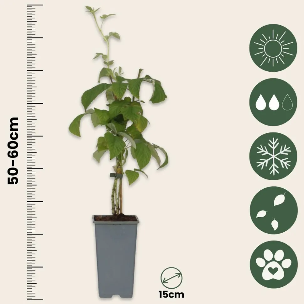 PLANT IN A BOX - Framboisier - set de 2 - rubus idaeus 'malling promise' - h50-60cm - ⌀15cm