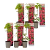 PLANT IN A BOX - Framboisier - set de 6 - rubus ideaus 'autumn bliss' - hauteur 25-40cm - ⌀9cm