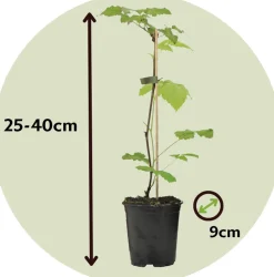 PLANT IN A BOX - Framboisier - set de 6 - rubus ideaus 'autumn bliss' - hauteur 25-40cm - ⌀9cm