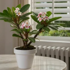 PLANT IN A BOX - Frangipanier - plumeria rubra 'hawaii' - hauteur 45-55cm - ⌀17cm