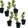 PLANT IN A BOX - Fruits de l'arbousier - set de 6 - arbutus 'unedo' - hauteur 25-40cm - ⌀9cm