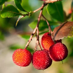 PLANT IN A BOX - Fruits de l'arbousier - set de 6 - arbutus 'unedo' - hauteur 25-40cm - ⌀9cm