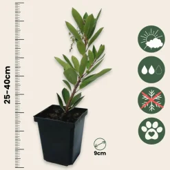 PLANT IN A BOX - Fruits de l'arbousier - set de 6 - arbutus 'unedo' - hauteur 25-40cm - ⌀9cm